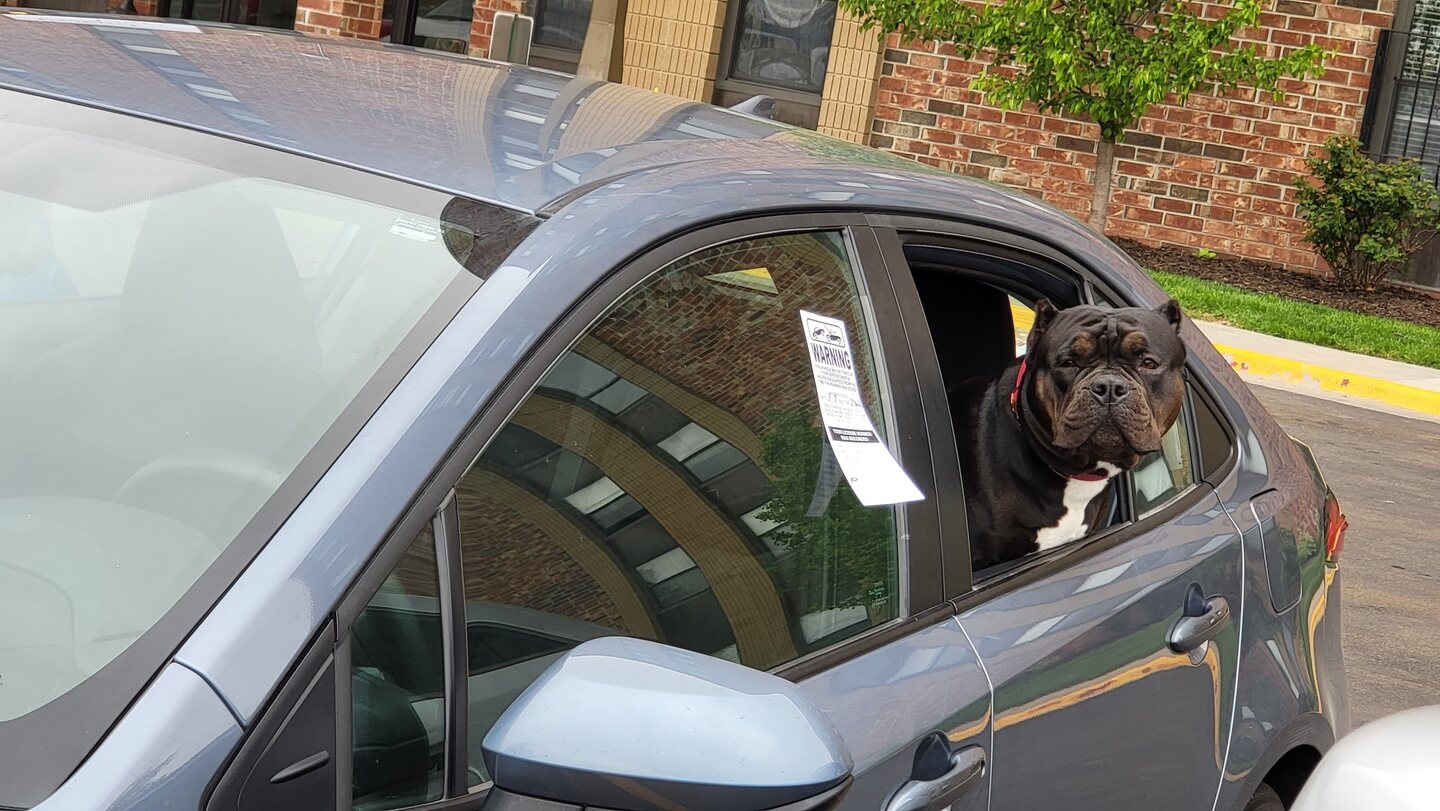 Dog visible through the rear window of a gray vehicle bearing a parking warning during a documented Lee's Summit recovery